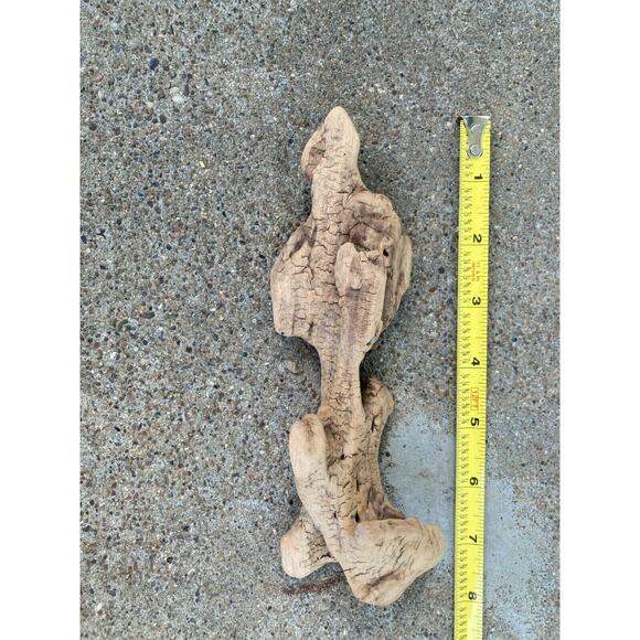 Ohio River Driftwood 7"x3"x2" (Spinal Vertebrae Shape) - Picture 2 of 2